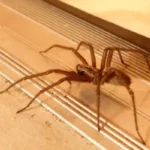 Aranhas