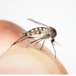 Mosquitos