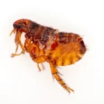Pulga